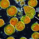 Pfeil: beginnende Teilung (?)