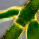 Die typische Verzweigung der Cladophora schließt eine Verwechslung mit Rhizoclonium aus.