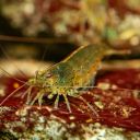 Caridina multidentata auf Tapinothrix sp.